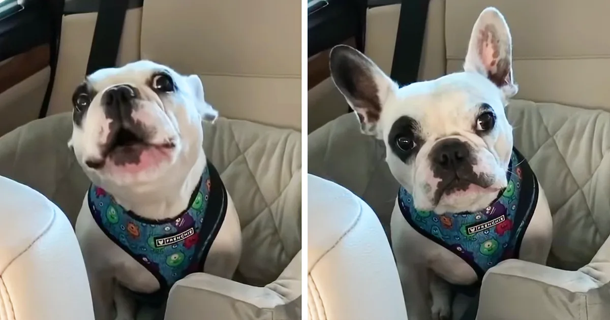 Walter the Bulldog Argues With Mama When the Park Is Closed, but Her Hilarious Comeback Steals Show