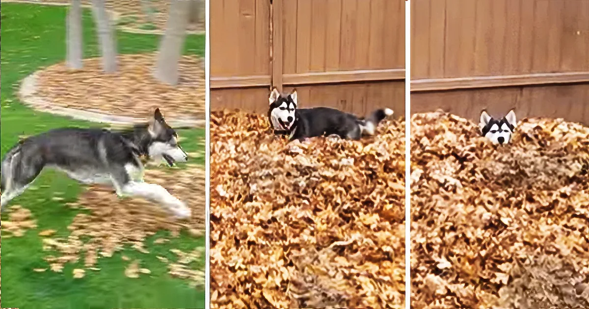 Playful Husky Jumping in a Huge Pile of Leaves Is Proof That the Best Things in Life Are Free
