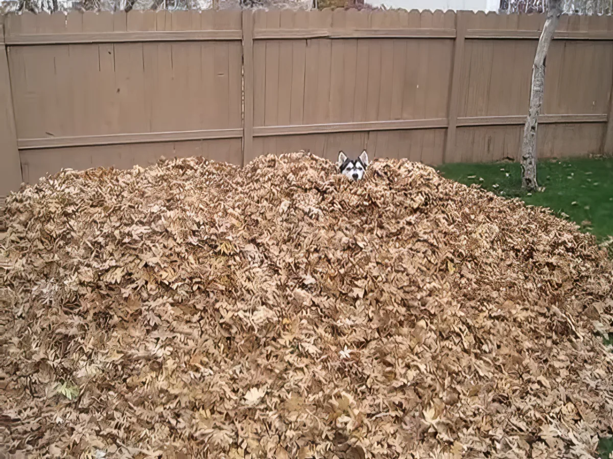 Husky Jumping through leaves