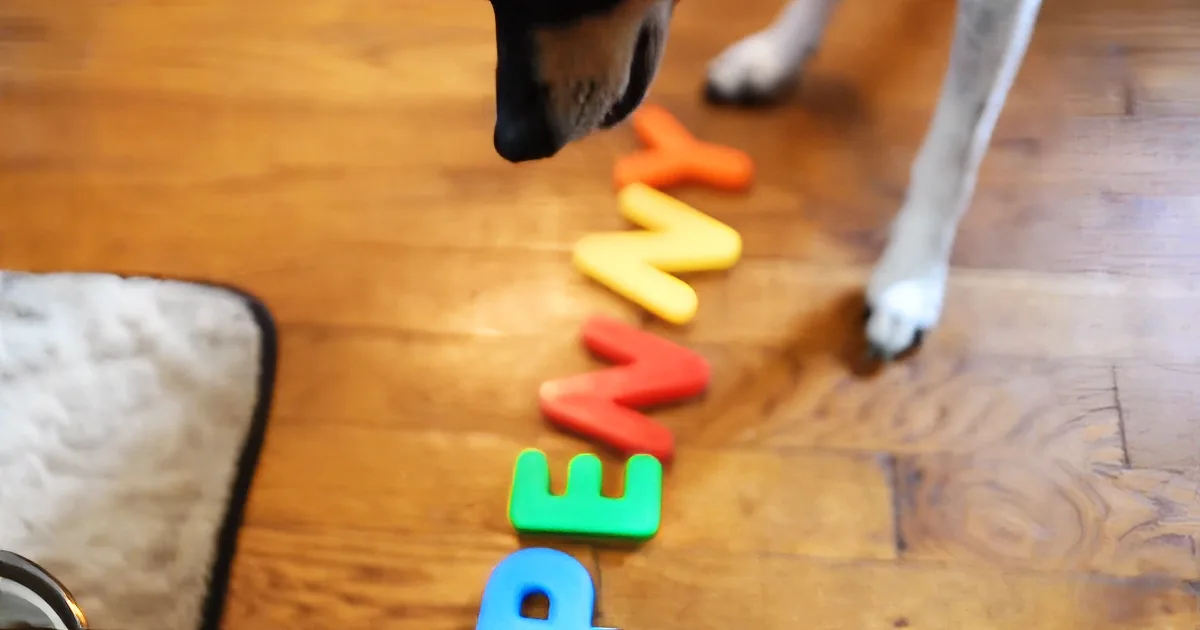 Woman Adopts Puppy No One Wanted, but Soon Learns She Is No Ordinary Dog When She Can Spell Her Own Name