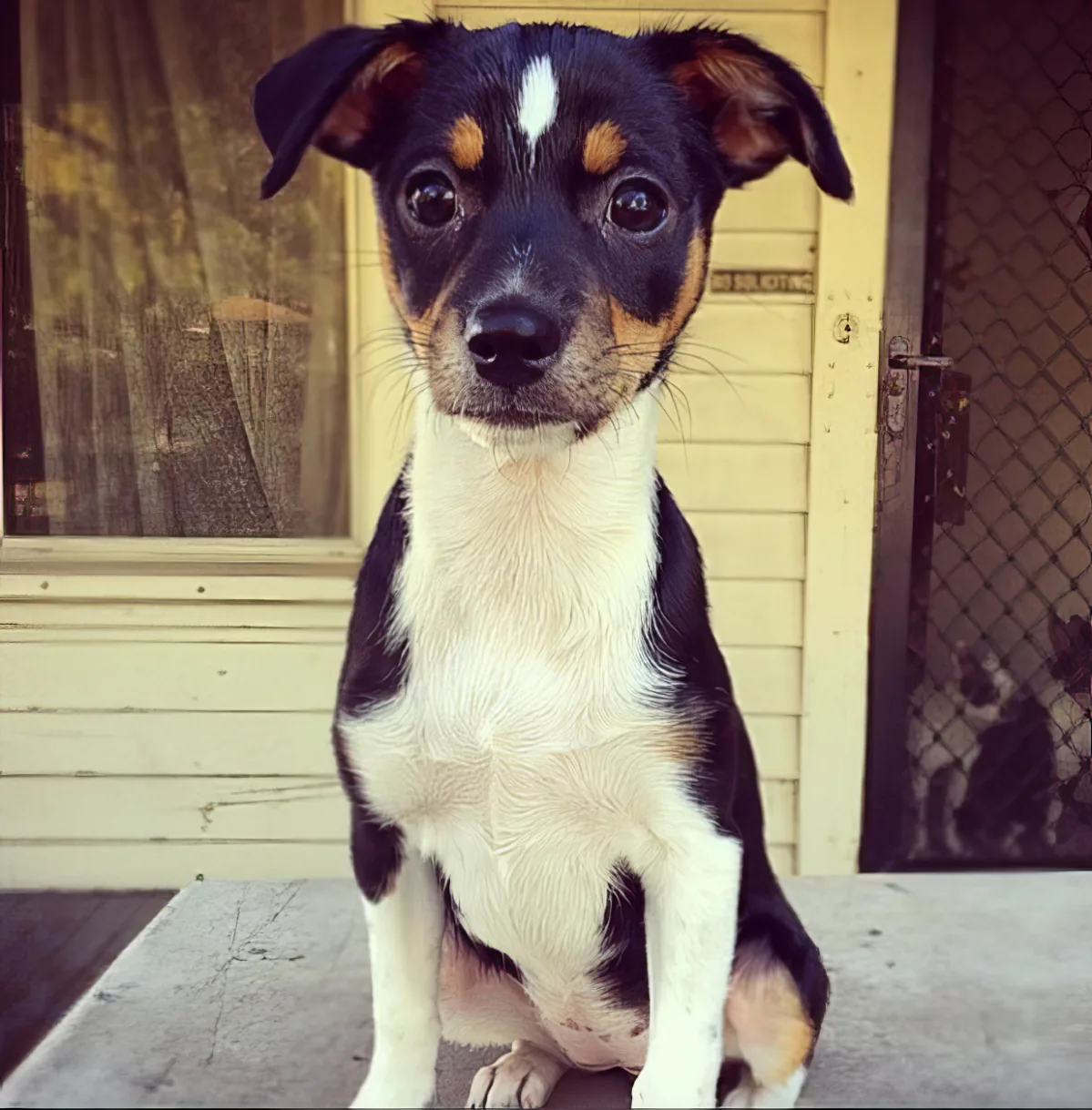 Puppy Can Spell Her Name
