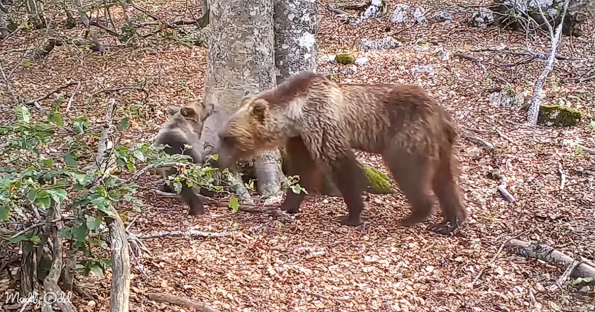 A brown bear and two cubs forage in a forested area with fallen leaves and tree trunks.