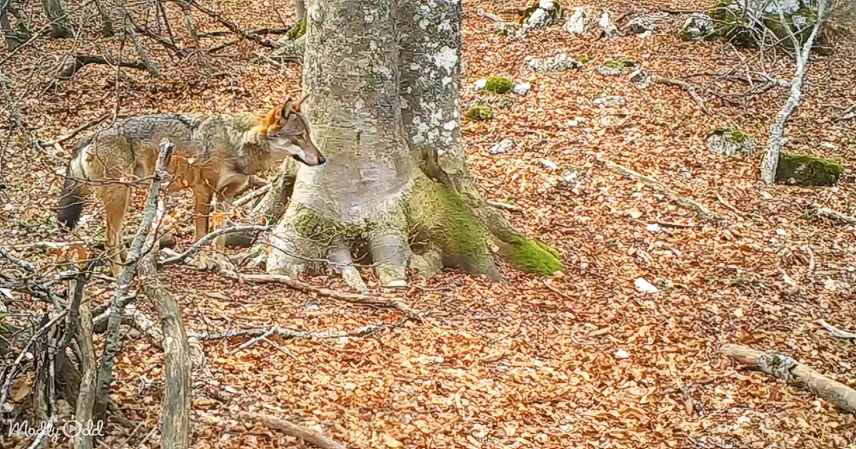A coyote stands in a forest with fallen leaves and moss-covered tree trunks.