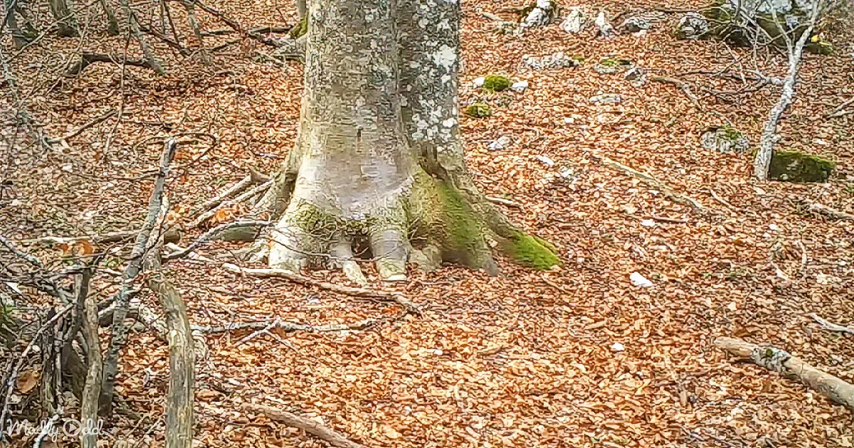 A Man Decides to Film a Tree in the Woods for a Year. What the Camera Captured Is Breathtaking