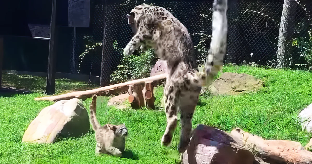 Baby snow leopard and mother