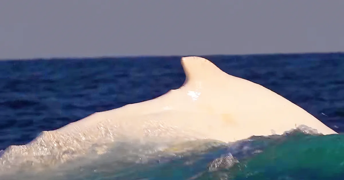 A dolphin's dorsal fin is visible above the water's surface, with a clear blue ocean in the background.