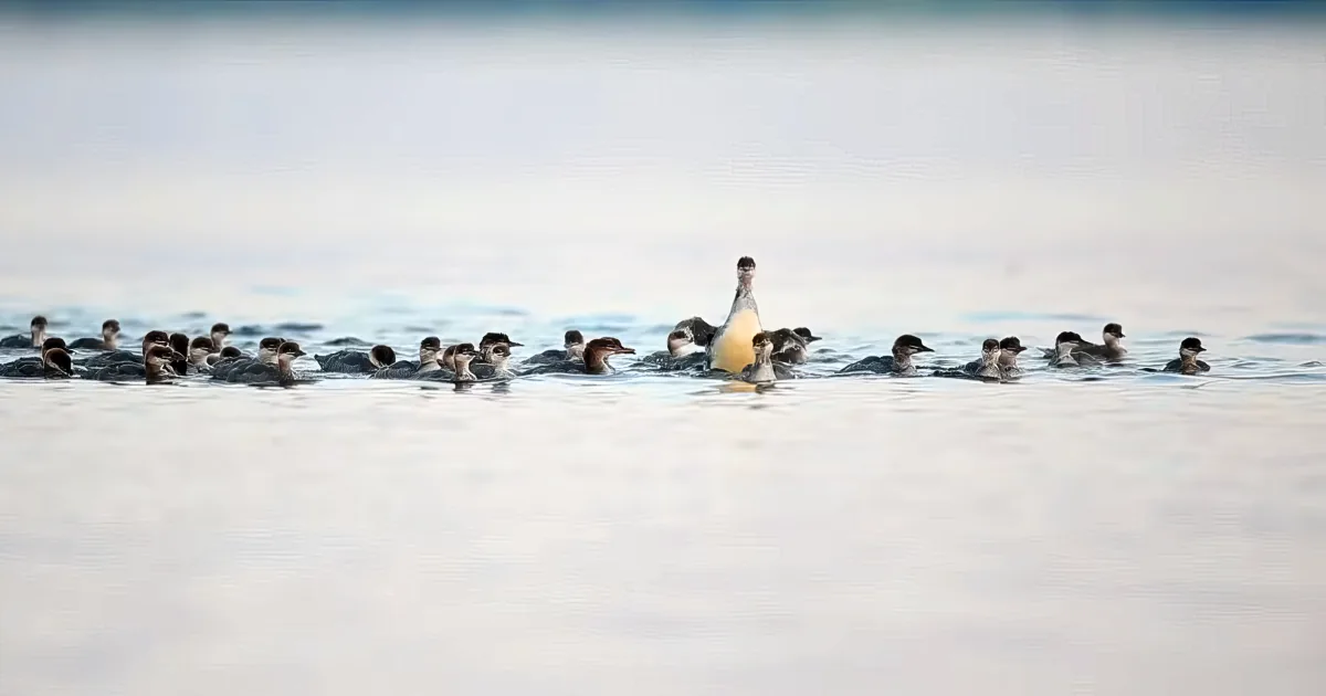 Duck and ducklings