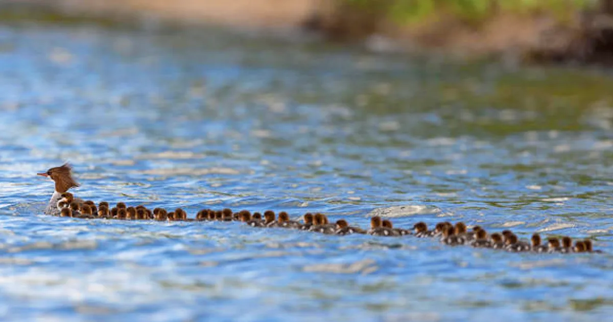 A mother duck leads a long line of ducklings swimming in a river.
