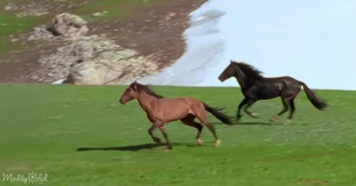 Two horses, one brown and one black, run across a lush green field with a rocky hill in the background.