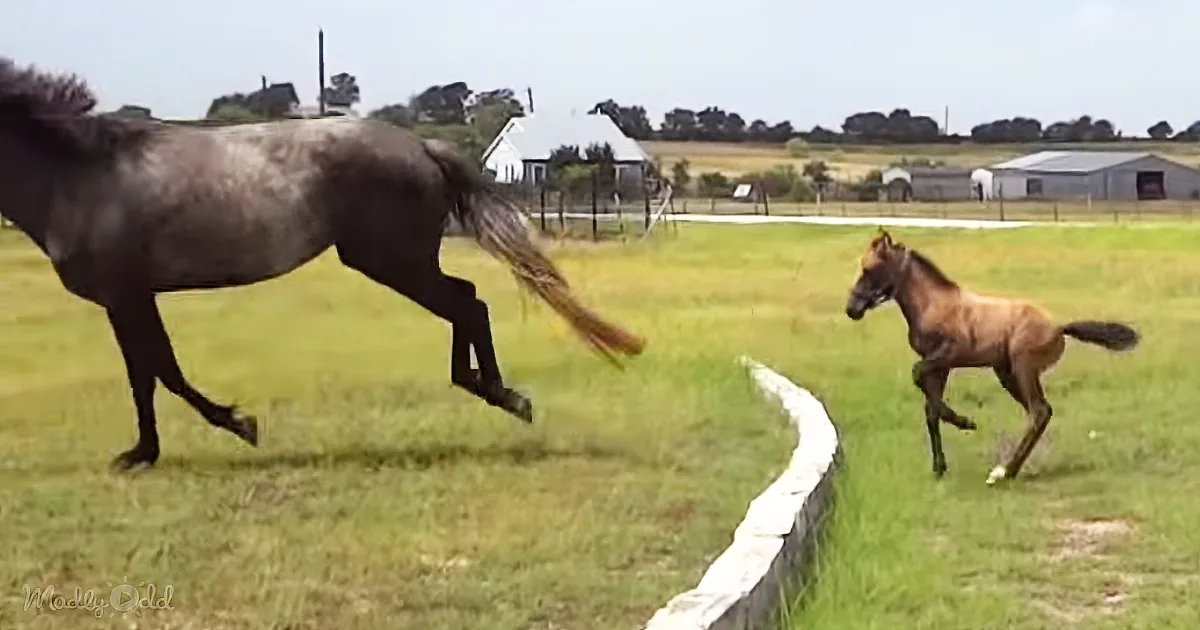 Wise Mama Horse Teaches Her Baby: When the Going Gets Tough, Face Life''s Problems Together
