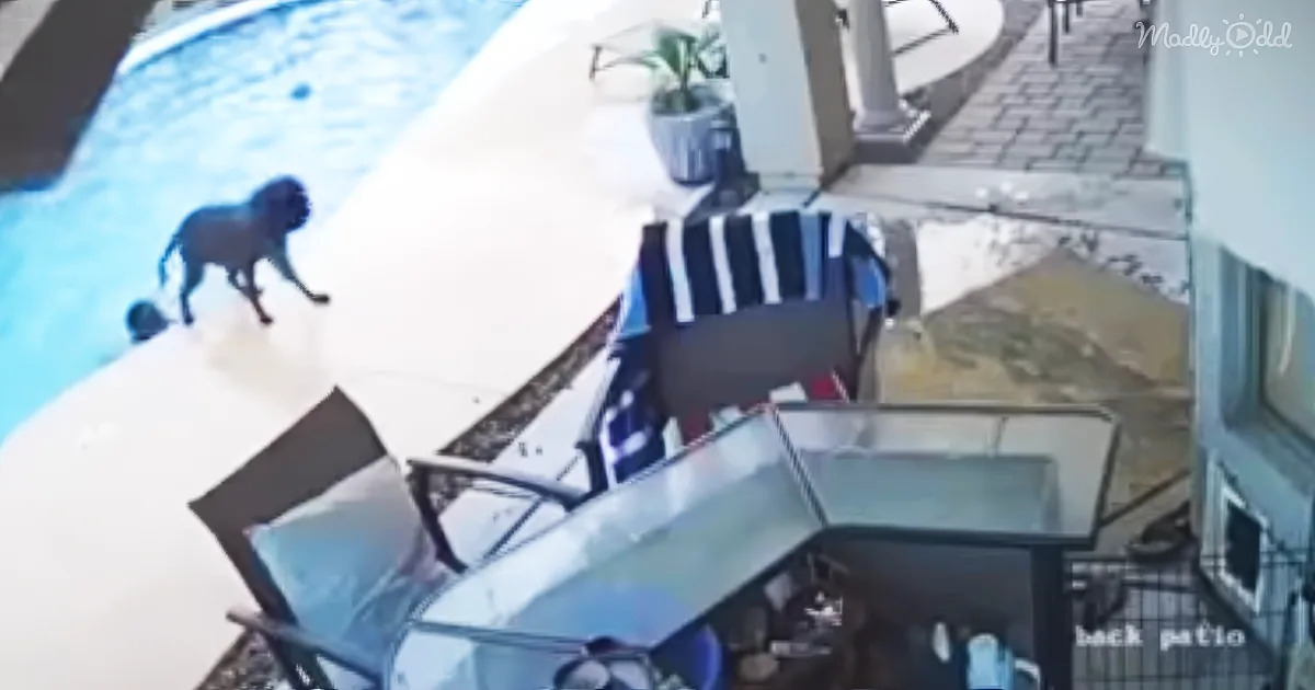 dog saves dog in pool