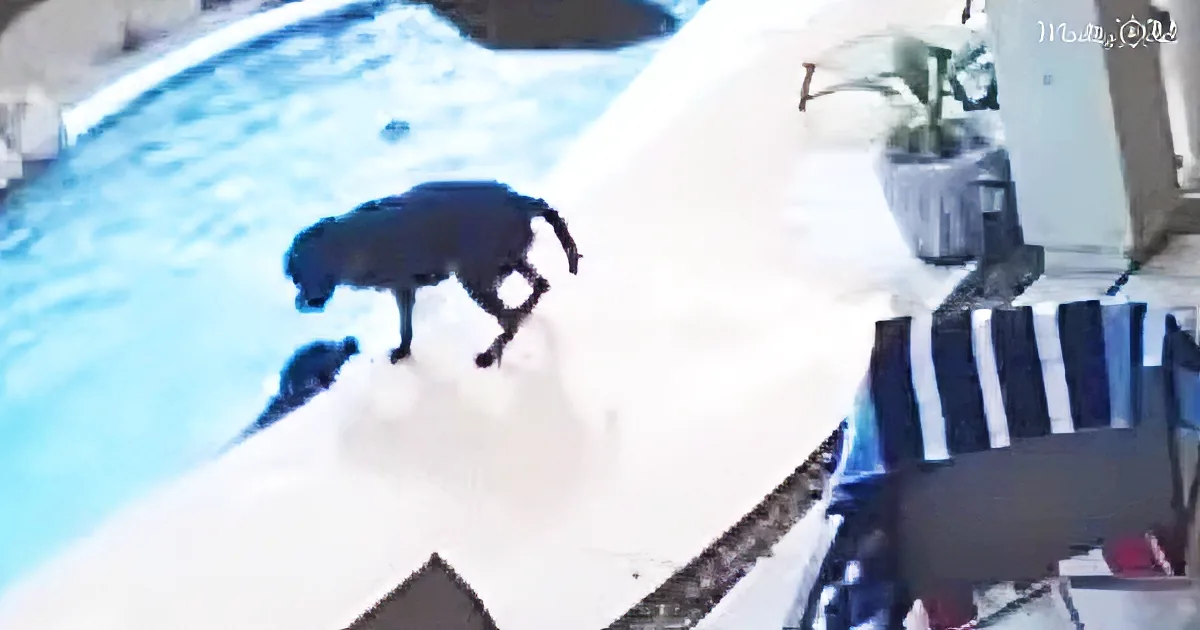 Senior Dog Slips Into Pool and Starts Drowning Until His Friend Saves His Life in Unbelievable Security Footage