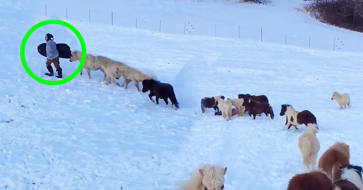 Boy Goes Sledding, but Grandma Completely Loses It When She Realizes Her Mini Horses' Plan!