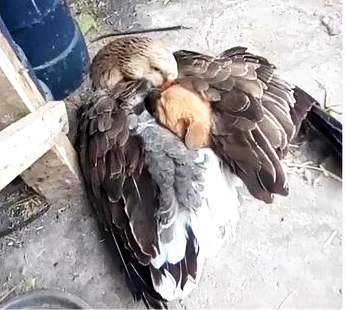 A duck with brown and white feathers is grooming itself on a concrete surface near a blue object.