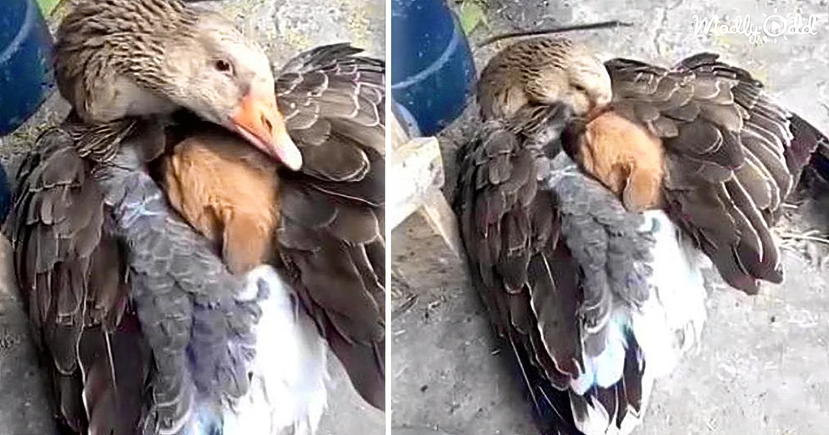 Heartwarming Scene of a Goose Keeping a Puppy Warm After Being Abandoned on the Street