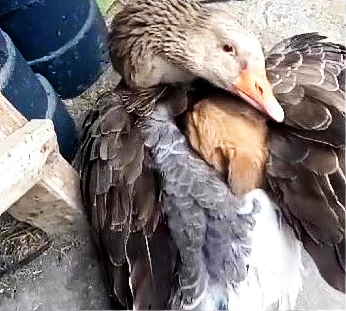 Duck and Puppy