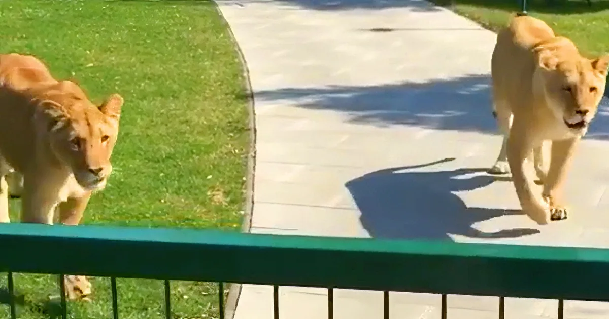 Two lions, one on grass and one on pavement, walking side by side.