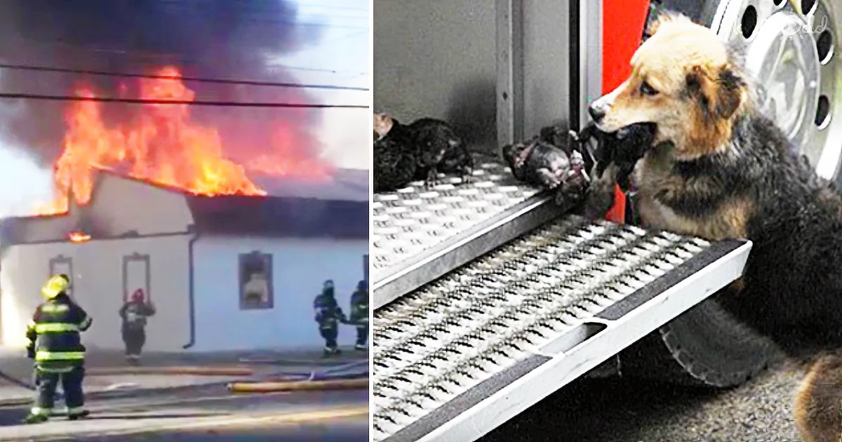 A dog carries rescued kittens while firefighters battle a building fire.