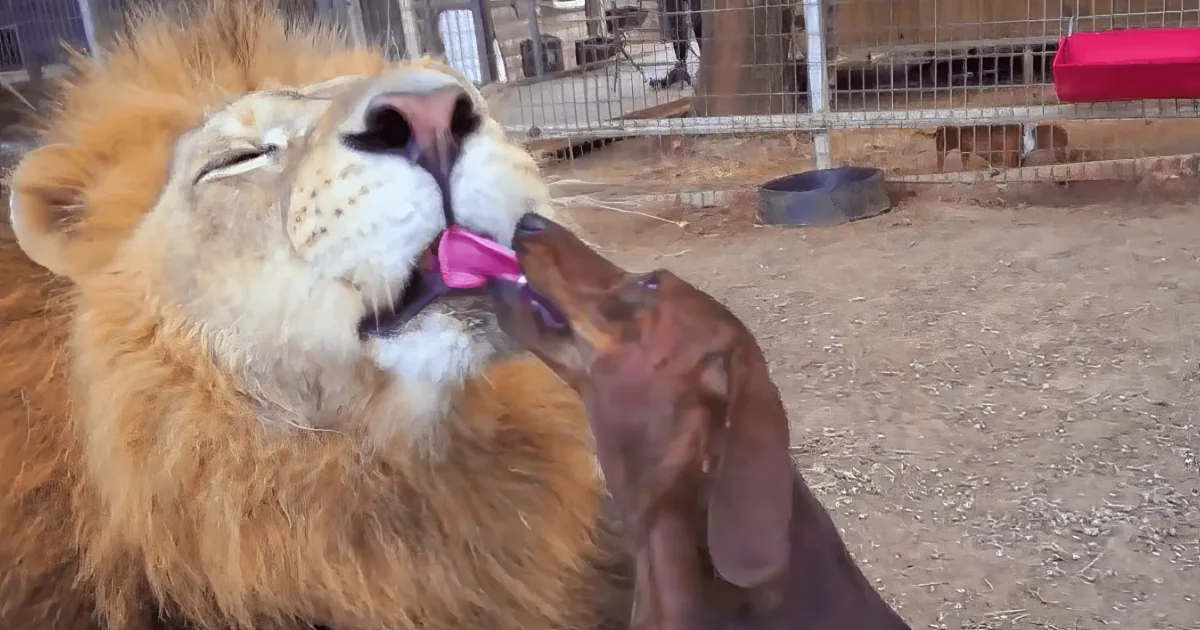 A lion with a pink bow in its mouth is interacting with a small brown dog in a fenced area.