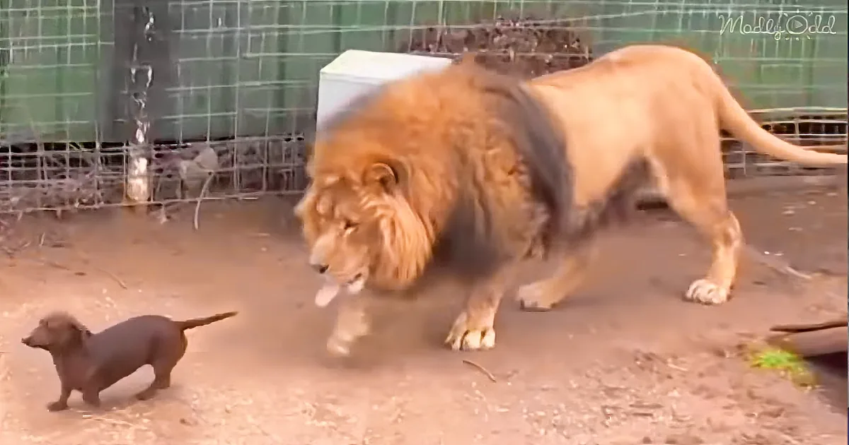 Lion Stalks Wiener Dog Like Prey, but the Wiener Dog''s Comeback Has Internet Giggling