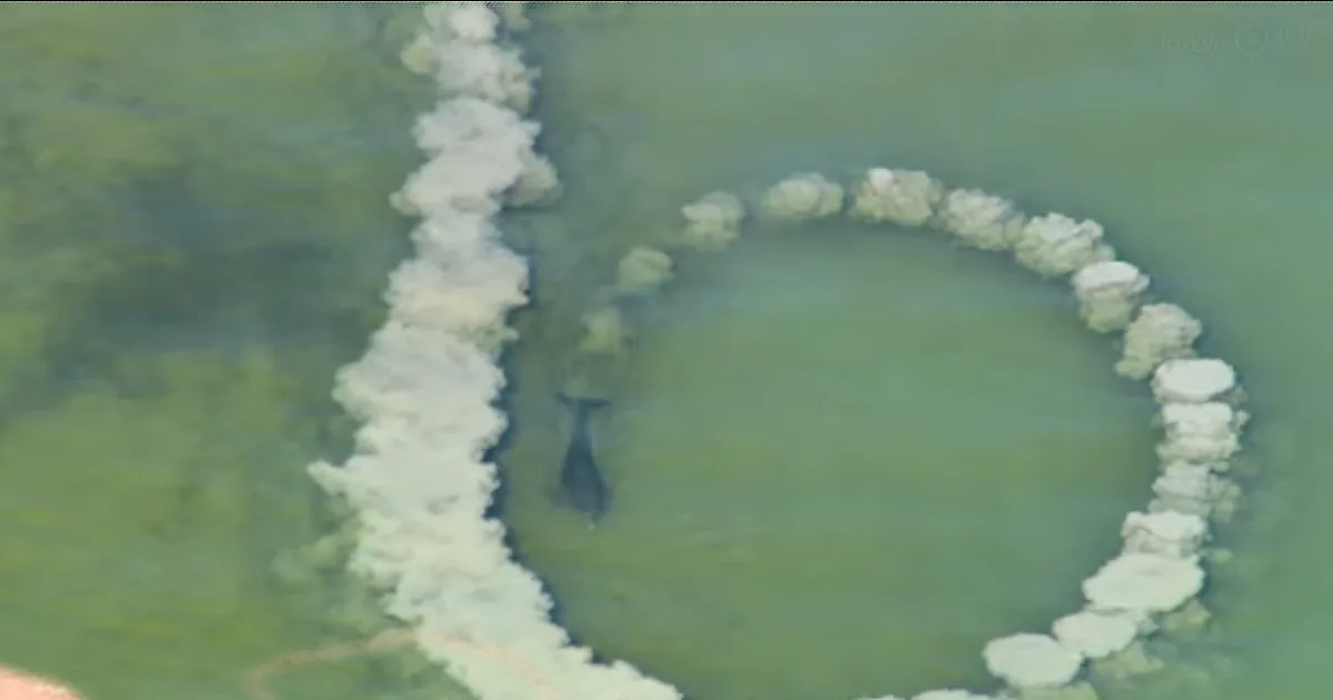 Circular white foam ring in green water, possibly from pollution or algae bloom.