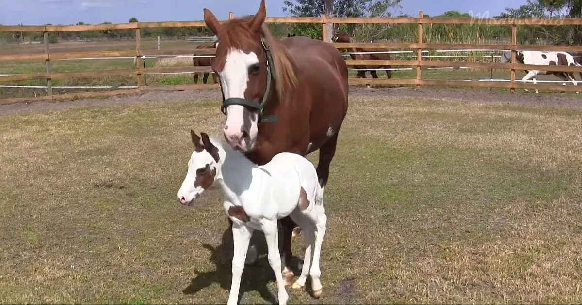 Horse Gives Birth to Astonishingly Rare Filly - Just Wait Until You See Her Eyes