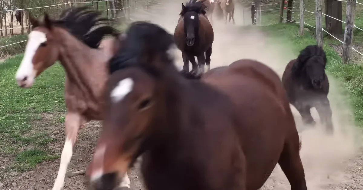 A group of horses runs energetically on a dirt path, kicking up dust.