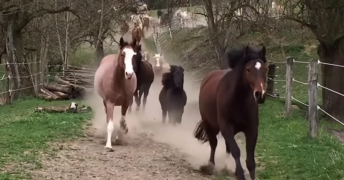 Spectacular Footage: Herd of a Hundred Horses Galloping Back From Their Pasture