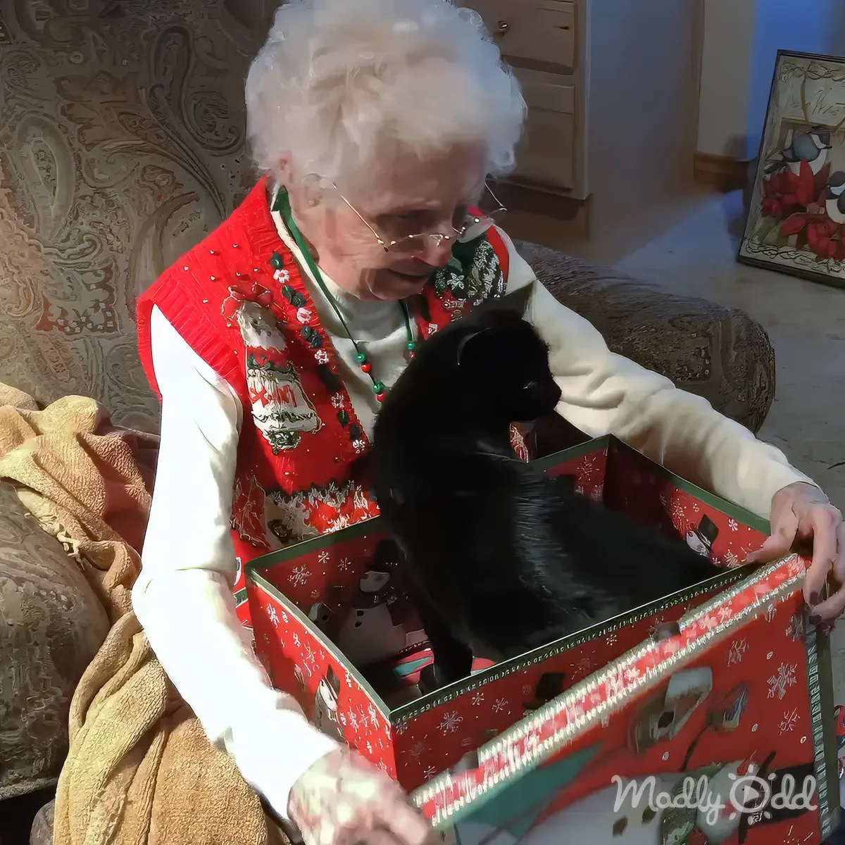 An elderly woman in a festive red vest holds a black kitten in a Christmas-themed box.