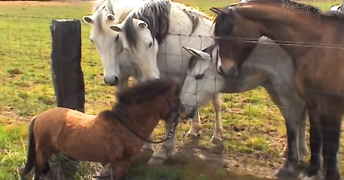 Cheeky Mini-Stallion Trots up to the Fence and All the Other Horses Instantly Fall in Love With Him