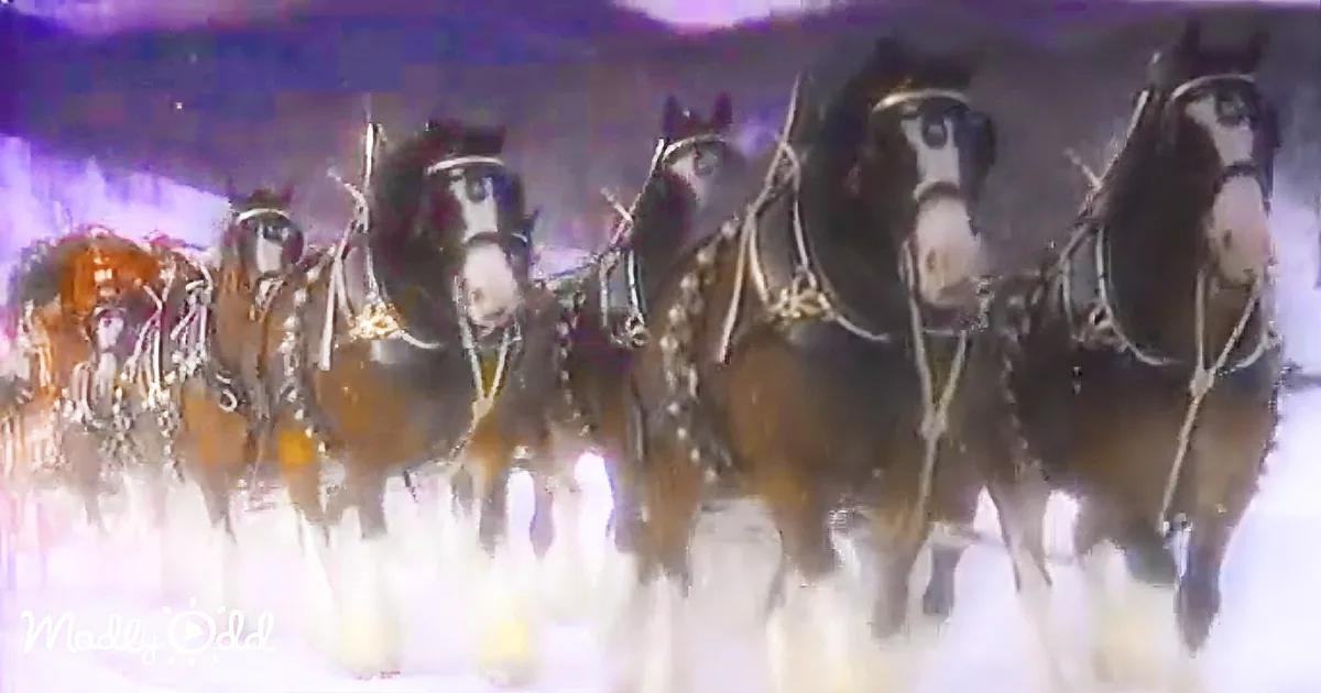 Six majestic brown horses in harness, adorned with silver decorations, stand in a line, ready to pull a sleigh.