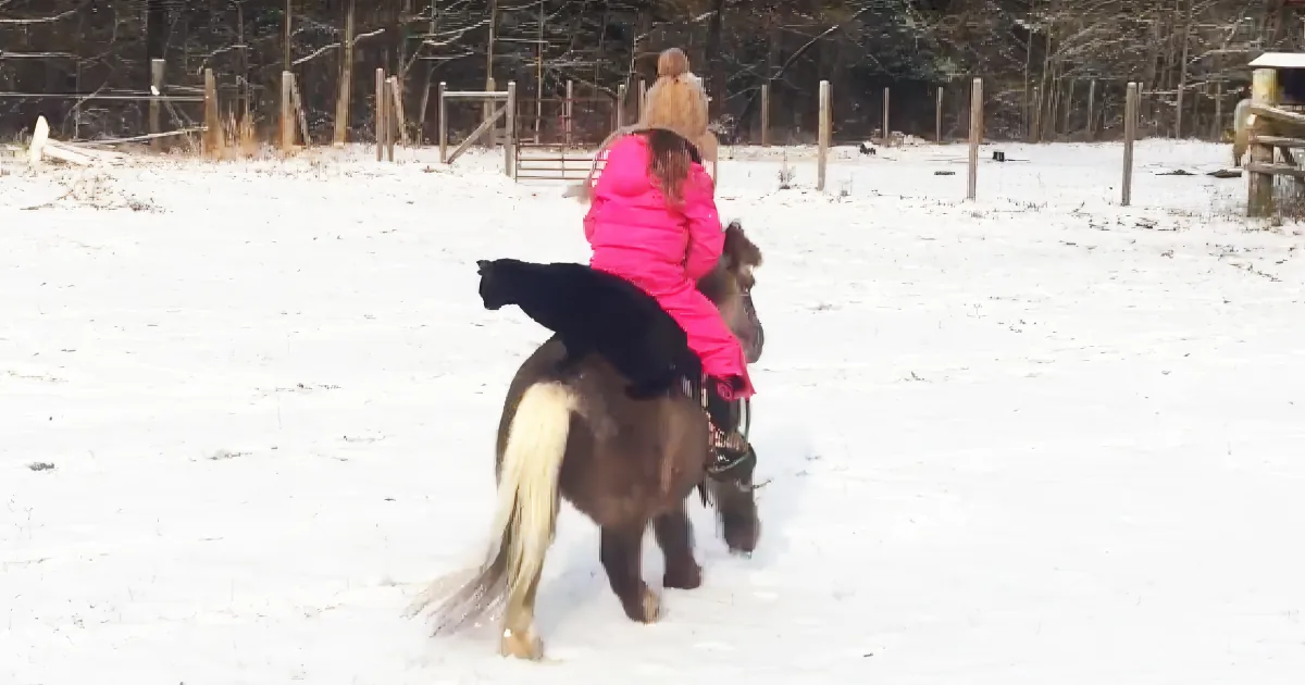 Mini Horse and Cat