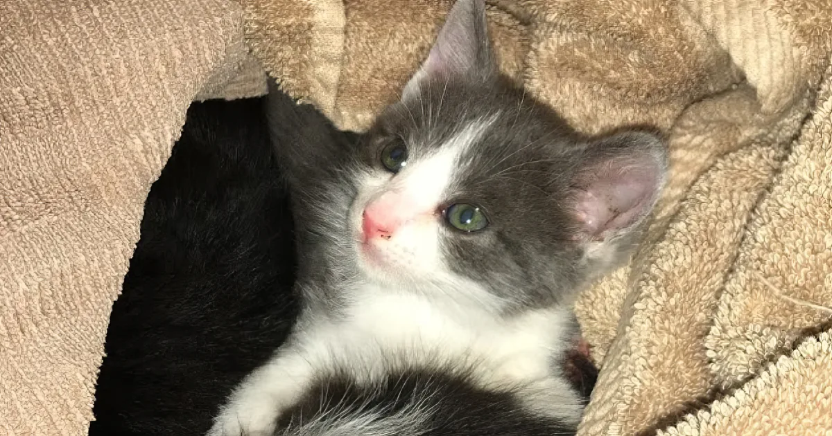 A fluffy gray and white kitten with green eyes rests on a beige blanket, looking slightly to the side.
