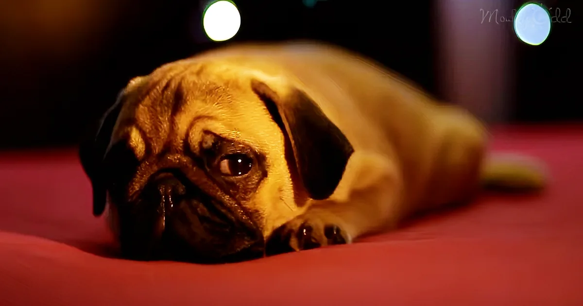 This Version of ''Twas the Night Before Christmas'' for Pets and Their People Will Make You Go Aww