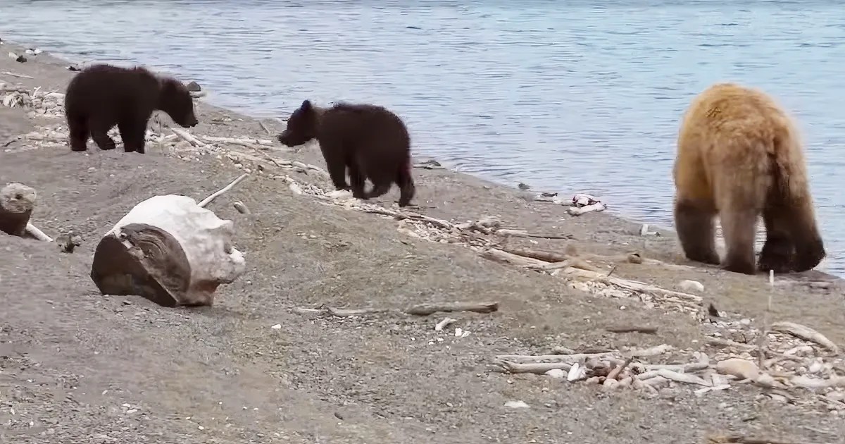 Bear and her cubs
