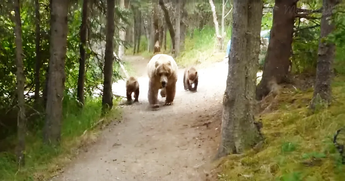 Grizzly Mom and Cubs Surprise Hiker as He Captures Harrowing Footage of the Event