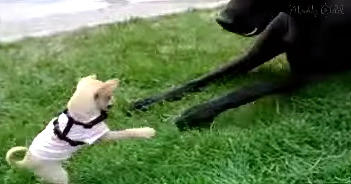Cheeky Chihuahua Puppy Faces off With Great Dane (And Steals My Heart!)