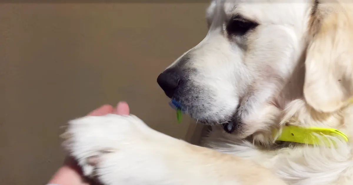 Dog and binky