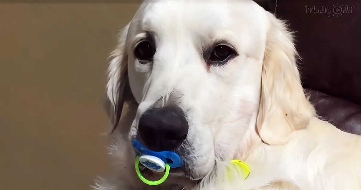 A white dog with long ears and a blue pacifier in its mouth, wearing a yellow collar.