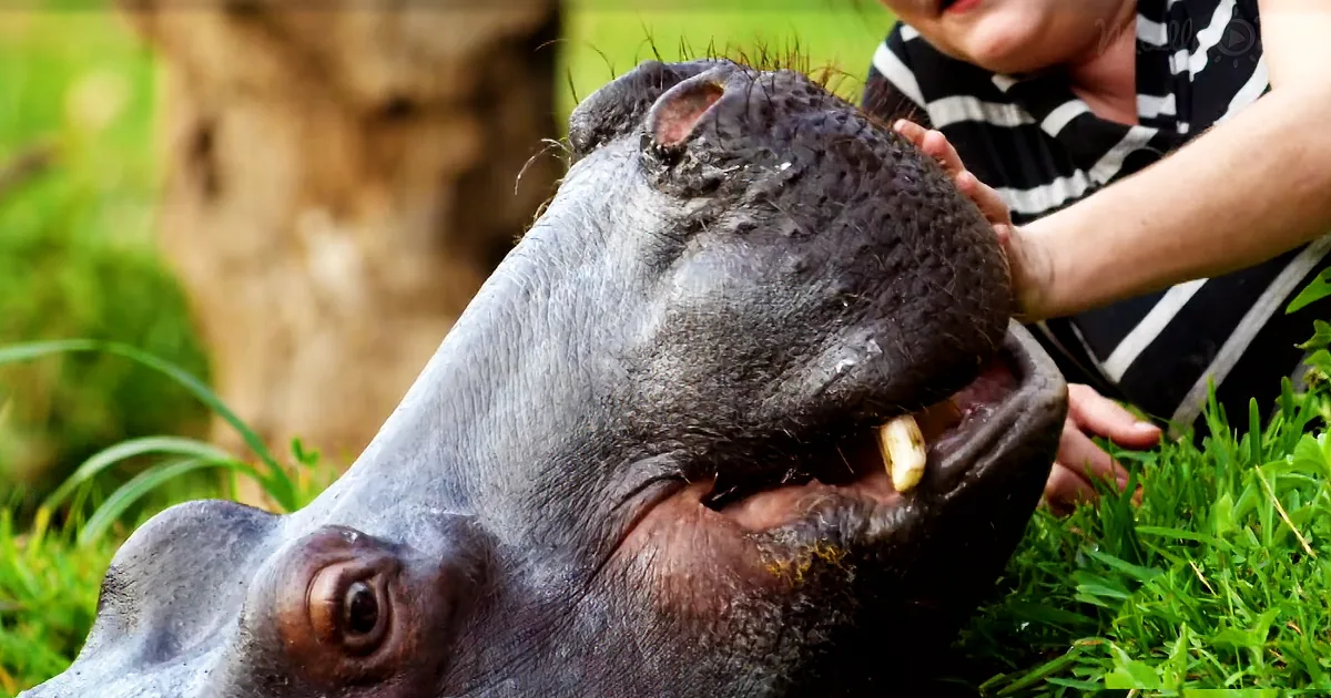 Abandoned by Her Mother, Rescue Hippo Enjoys Her Tea, Then Takes a Nap With Her New Friends