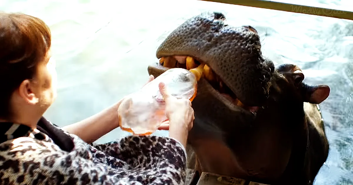 A person feeds a hippopotamus with a bottle, showing its large teeth and open mouth.