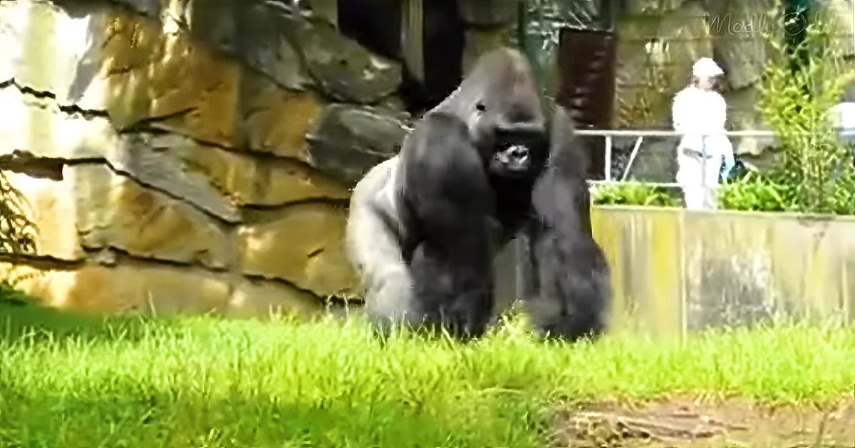 A gorilla stands on grass near a rocky enclosure, with a person in white in the background.