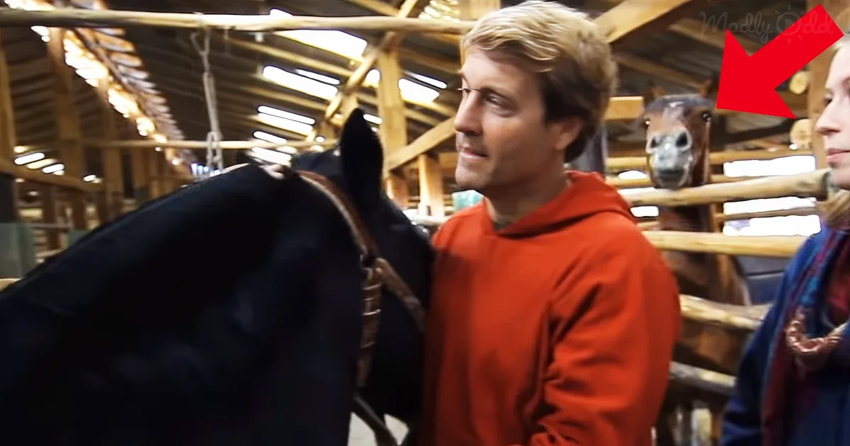 A man in an orange hoodie stands next to a black horse in a barn, with another horse in the background.