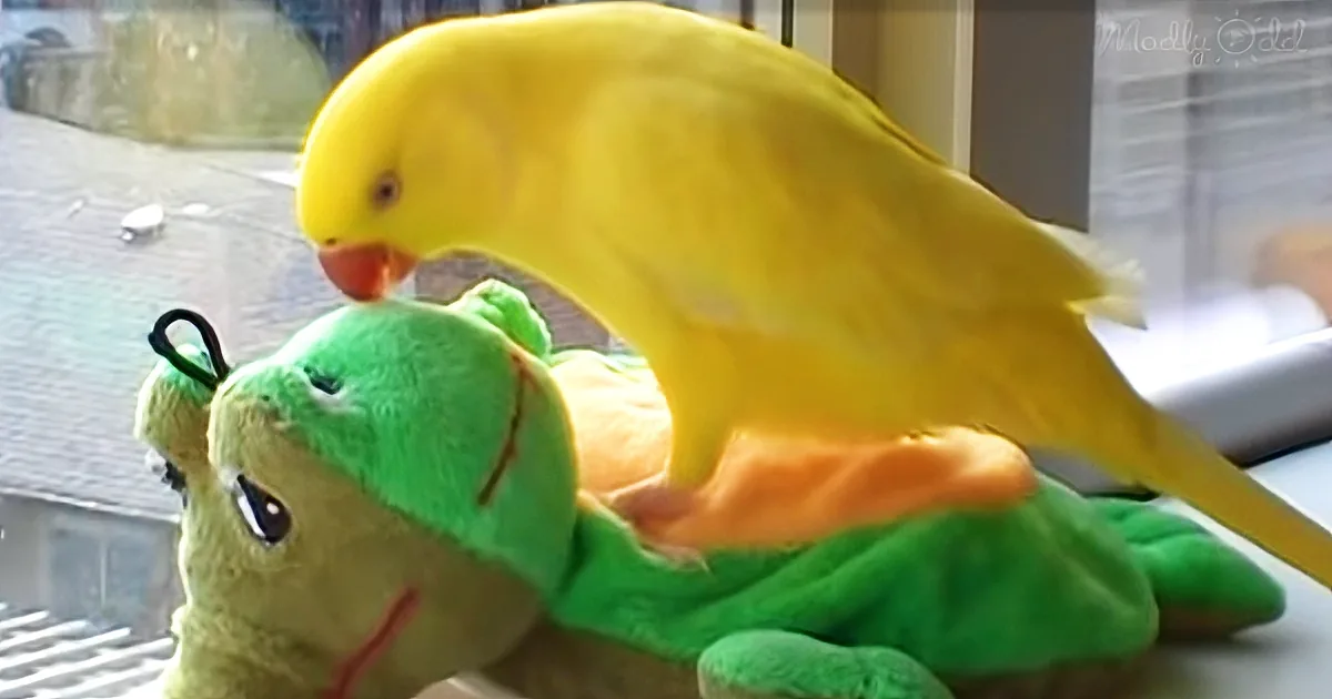 Parrot's Devotion to His Stuffed Toy Is so Cute, You'll Want to Give Him the Hug He's Asking For