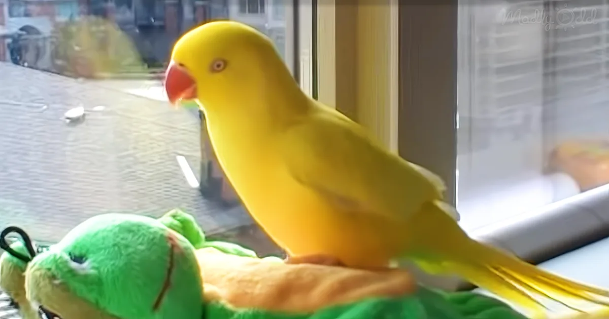 A bright yellow parrot perches on a green stuffed toy, with a blurred background of a window and outdoor scene.