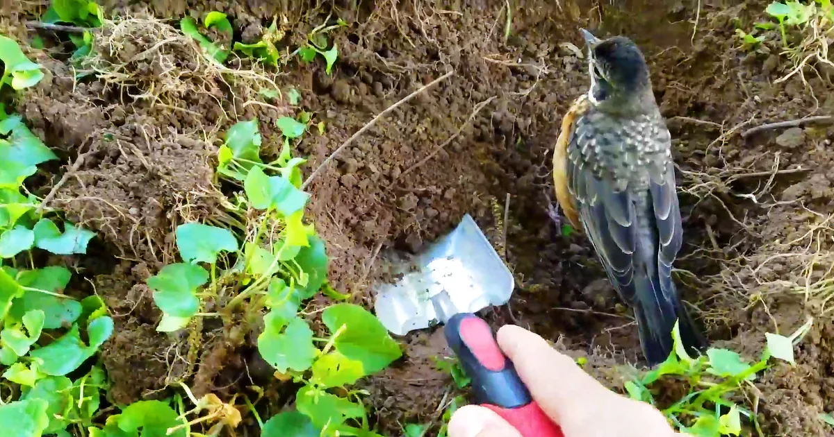 Tiny Robin Approaches Farmer Asking for Help. You Won't Believe What She Wants