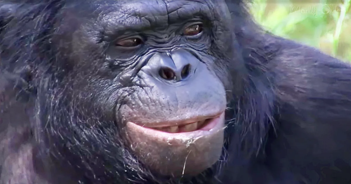 A close-up of a gorilla's face with a slight smile and visible teeth.