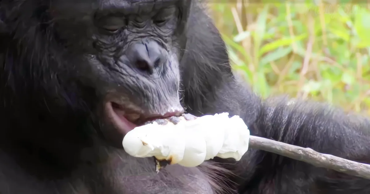 A gorilla holds a stick with a white, fluffy object, possibly cotton, in its mouth.