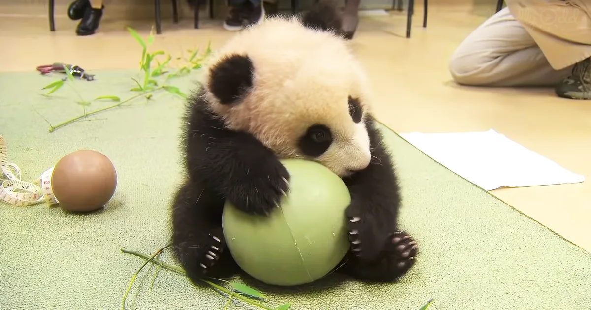 A baby panda holds a green ball while surrounded by bamboo and an egg on the floor.