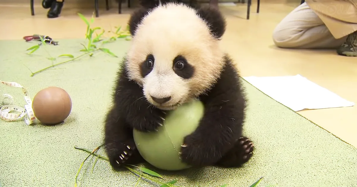 A baby panda holds a green ball on a green mat, surrounded by bamboo leaves and an egg.